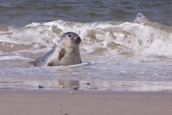 Giovane foca grigia nel surf — Foto Stock