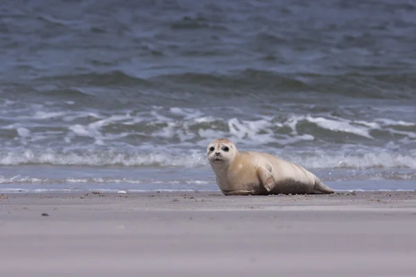 Jeune phoque commun blanc sur la plage — Photo