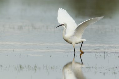 spread kanatlı küçük ak balıkçıl