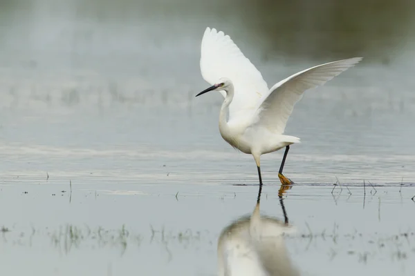 Little egret with spread wings — Stock Photo, Image