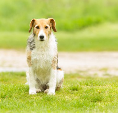 oturan collie mix