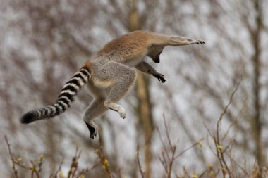 Ring-tailed Lemurlar (Lemur catta) atlama
