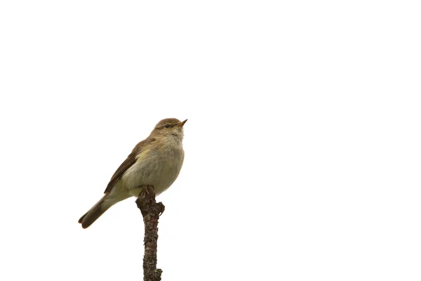 Zilpzalp auf einem Ast — Stockfoto