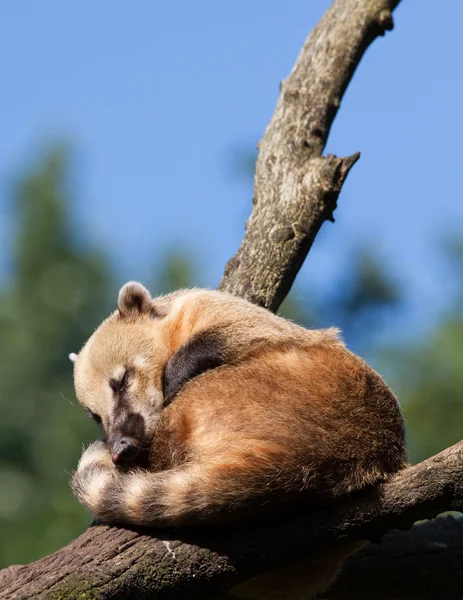 Coati sudamericani o coati dalla coda ad anello (Nasua nasua) riposanti — Foto Stock