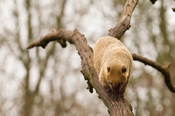 Güney Amerika coati veya ring-tailed coati (Nasua nasua) yürüyüş — Stok fotoğraf