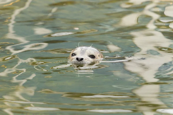 Young common seal in water — Stock Photo, Image