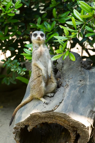 Meerkat staande rechtop — Stockfoto