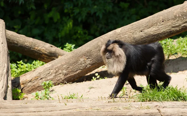 Macaco dalla coda di leone che cammina — Foto Stock