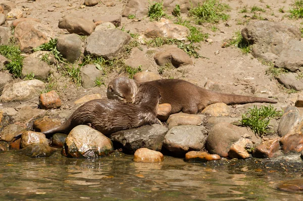 Otter orientale artiglio piccolo — Foto Stock