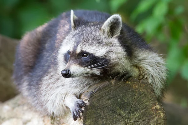 Mapache descansando sobre un tronco — Foto de Stock