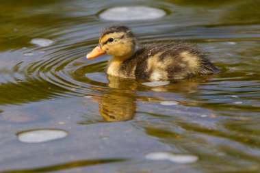 suda yüzen ördek yavrusu