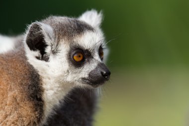 Genç ring-tailed lemur portre