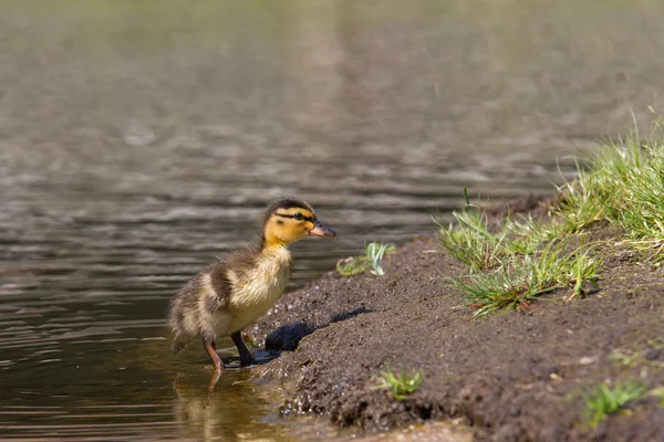 Ördek yavrusu yürüyüş — Stok fotoğraf