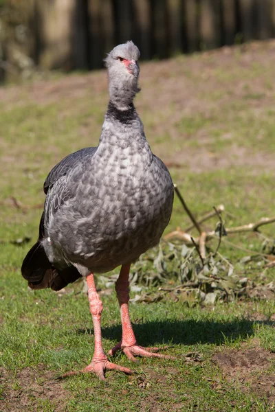 Close-up of a Southern Screamer — Stock Photo, Image