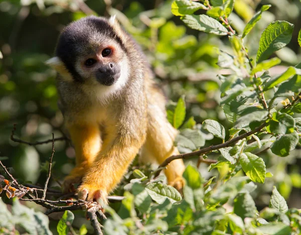 Macaco esquilo comum em uma árvore — Fotografia de Stock