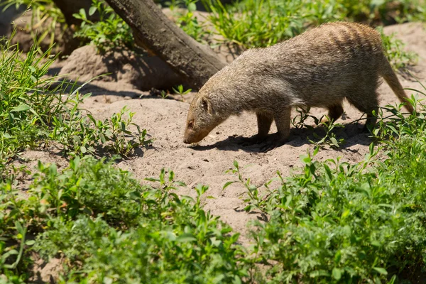 Gebänderte Mungos auf Nahrungssuche — Stockfoto