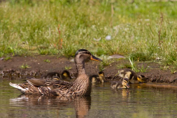 Mother duck guarding ducklings — Stock Photo, Image