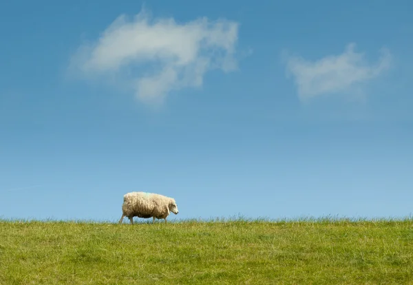 Sheep walking on a dike — Stock Photo, Image