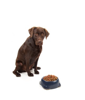 kahverengi labrador köpek maması oturan