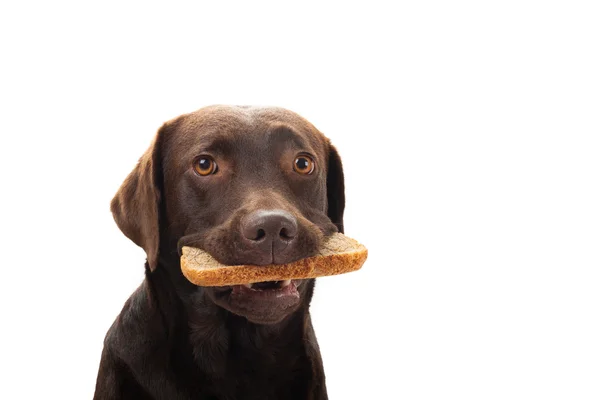 Bruine labrador met een sneetje brood — Stockfoto