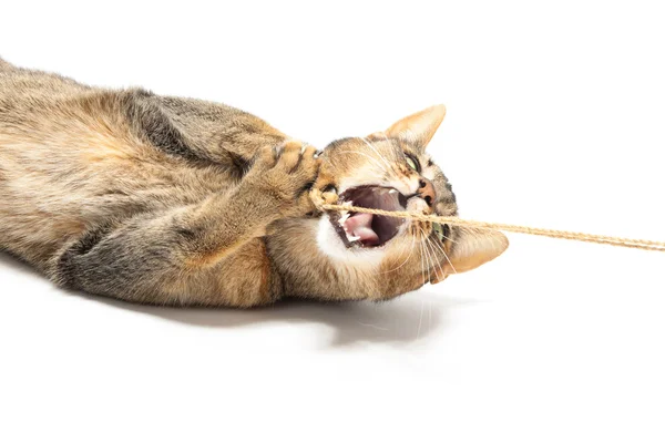 Playful Abyssinian — Fotografie, imagine de stoc