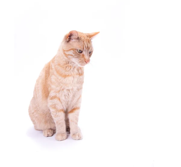 Chat domestique rouge — Photo