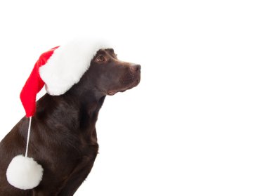 kahverengi labrador oturma ve yukarıya bakıyor