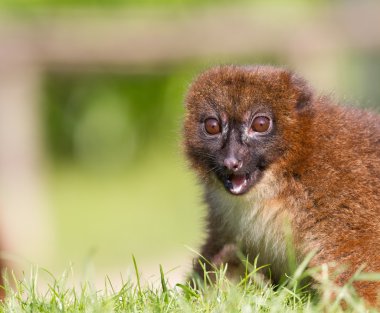 Kırmızı karınlı Lemur (Eulemur rubriventer)