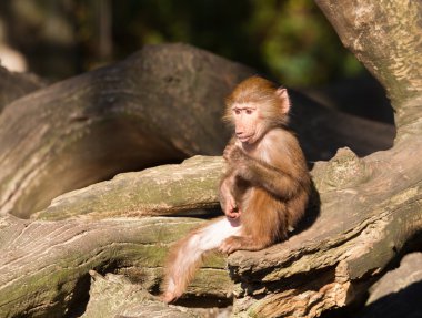 Genç hamadryas babunu