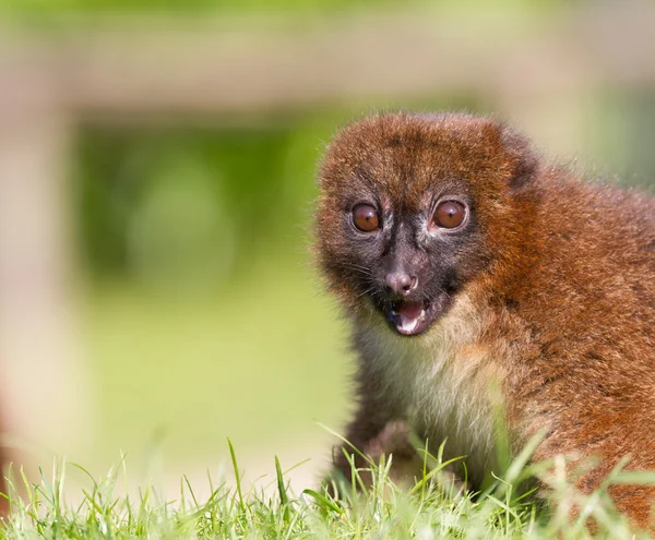 Kırmızı karınlı Lemur (Eulemur rubriventer) — Stok fotoğraf