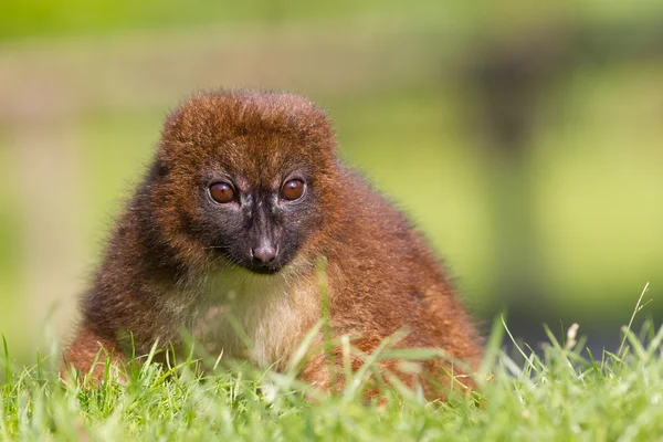 Lemur-de-barriga-vermelha (Eulemur rubriventer ) — Fotografia de Stock