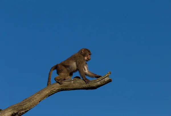 Young hamadryas baboon in a tree — Stock Photo, Image