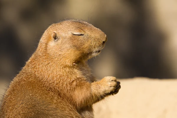 Czarny ogoniasty prairie dog z oczy zamknięte — Zdjęcie stockowe