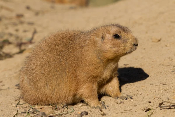 Chien de prairie assis dans le sable — Photo