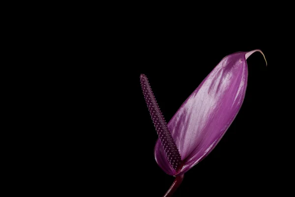 Purple anthurium — Stock Photo, Image
