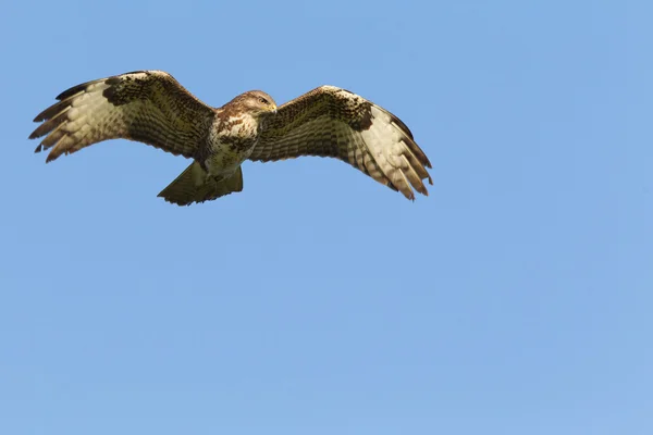 Buzzard in flight — Stock Photo, Image