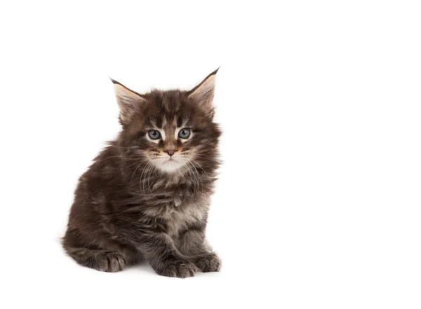 Bonito maine coon gatinho — Fotografia de Stock