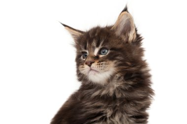 şirin maine coon yavru kedi portre