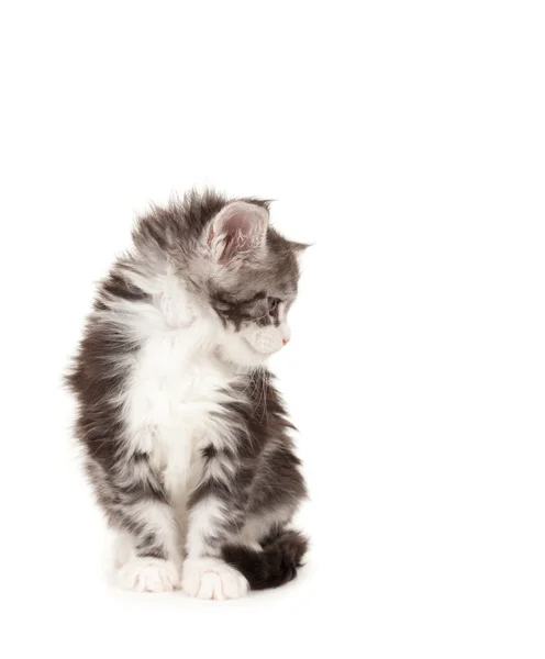 Cute Maine Coon kitten — Stock Photo, Image