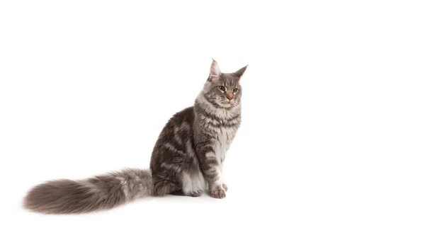 Maine Coon sitzend — Stockfoto