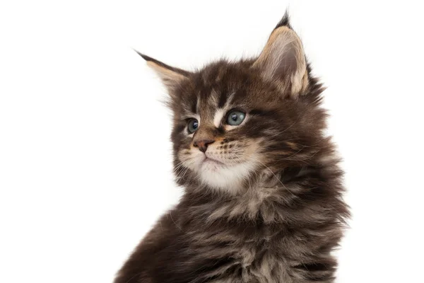 Ładny maine coon kitten portret — Zdjęcie stockowe