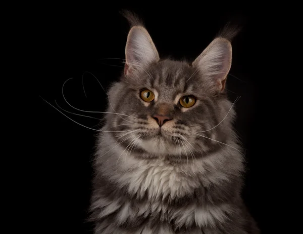 Retrato de Maine Coon — Fotografia de Stock