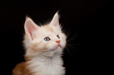 sevimli kırmızı maine coon kedi ararken