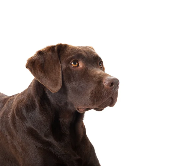 Brown labrador portrait — Stock Photo, Image