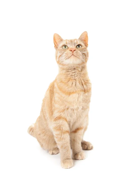 Red domestic cat — Stock Photo, Image