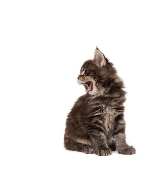 Милый мейн-кун-котенок зевает — стоковое фото