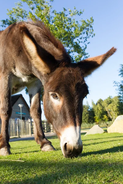 Pastoreo de burros —  Fotos de Stock