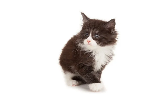 Roztomilý maine coon Kitten — Stock fotografie