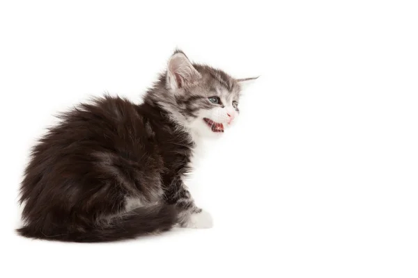 Lindo Maine Coon gatito maullando — Foto de Stock