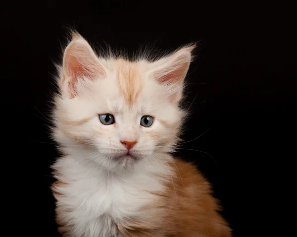 Cute red Maine Coon kitten portrait — Stock Photo, Image